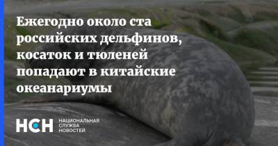 Ежегодно около ста российских дельфинов, косаток и тюленей попадают в китайские океанариумы