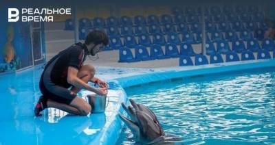 В Госдуме предложили запретить вылавливать дельфинов для океанариумов