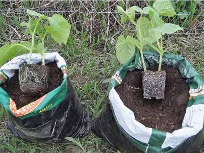 Огурцы в мешках: выращивание пошагово в теплице, на улице, отзывы, видео