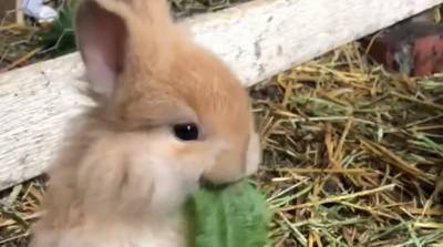 Никакого негатива, только кролик, который кушает капустку - видео