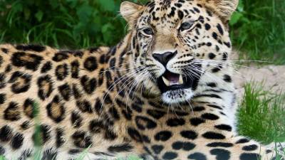 Самка дальневосточного леопарда попала в капкан и выжила