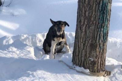 В Томске спустя неделю умер привязанный к дереву на морозе пес