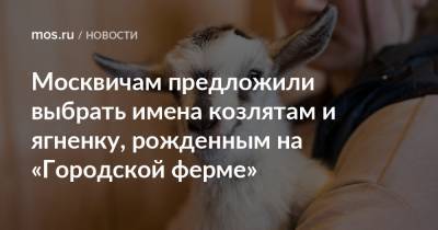 Москвичам предложили выбрать имена козлятам и ягненку, рожденным на «Городской ферме»