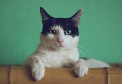 Сегодня празднуют День кота: подборка популярных инстаграм-котиков Украины и мира
