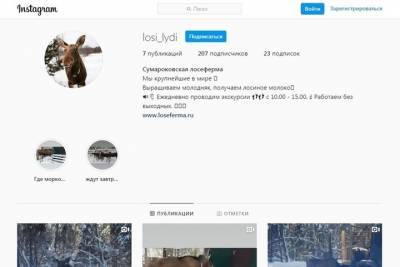 Костромские лоси становятся звездами Инстаграма