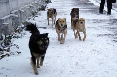 Бездомных собак из Анжеро-Судженска будут отправлять в Кемерово