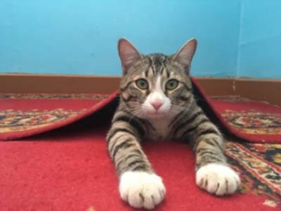 Музейный кот из Сыктывдина занял призовое место в международной премии