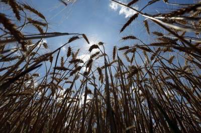 Экспортная пошлина на пшеницу в РФ с 1 марта повышается в 2 раза
