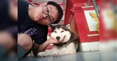 «Сторожевая собака» провалила проверку во время инсценировки налета на хозяйский магазин — видео повеселило сеть