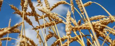 Экспортная пошли на пшеницу в РФ повышена до 50 евро за тонну