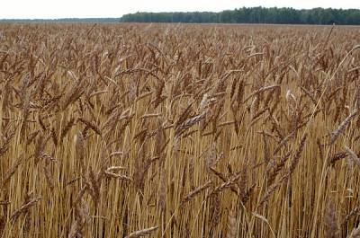 С 1 марта в два раза увеличивается экспортная пошлина на российскую пшеницу