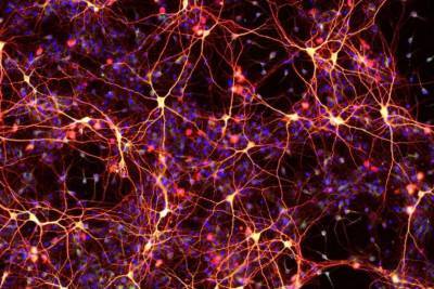Ученым удалось обратить вспять процесс старения стволовых клеток