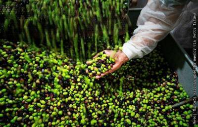 "Ъ" узнал о риске роста цен на оливковое масло в России