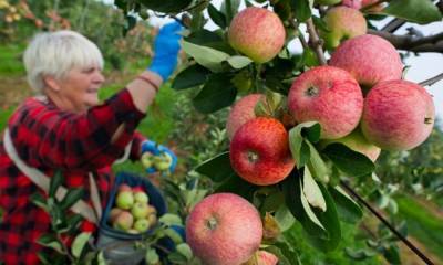 Ученые выяснили, почему яблоки — удивительно полезные для здоровья фрукты