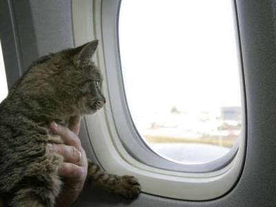 Самолет в столицу Катара развернули в воздухе из-за бешеного кота