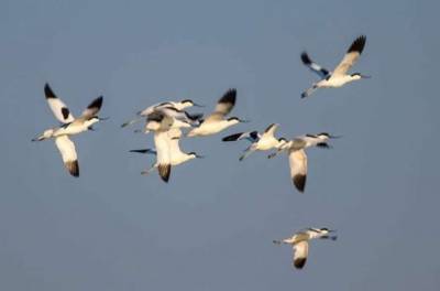 В заповеднике на Одесчине обнаружили редких птиц