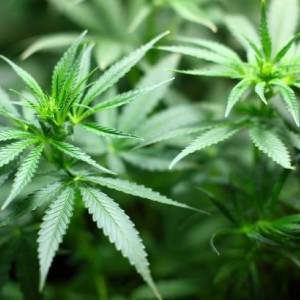 В штате Вирджиния легализовали марихуану