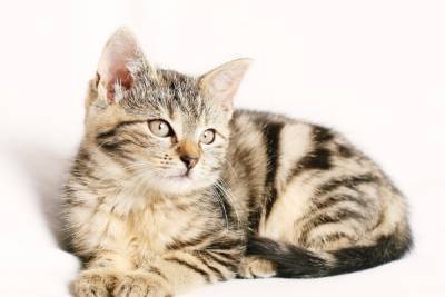 День кошек 1 марта: интересные факты о животных