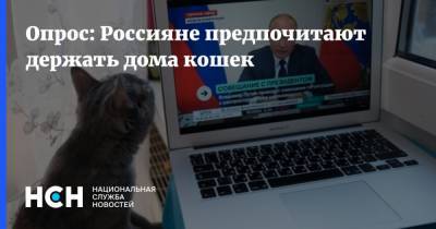 Опрос: Россияне предпочитают держать дома кошек