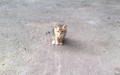 В Астрахани женщина убила котенка на глазах у своего сына