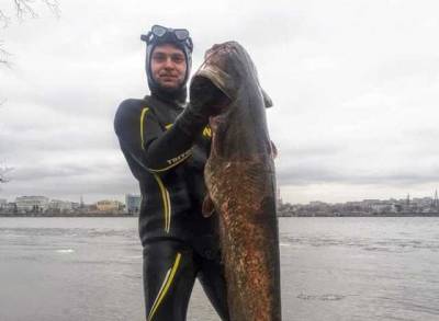В Днепре рыбак поймал гигантского сома-людоеда