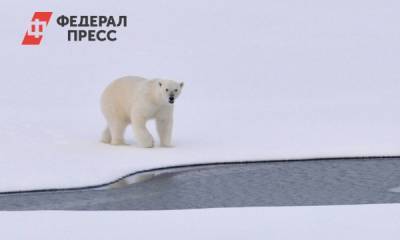 На Ямале белый медведь присвоил снегоход