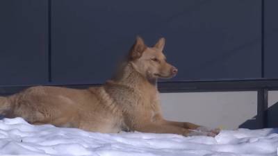 Пес, который сидит на крыше: рыжий альпинист заставляет волноваться жителей Сарн – видео