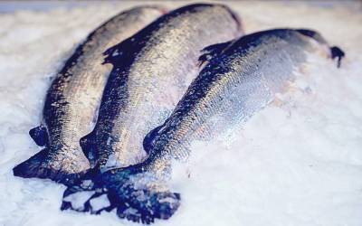 Слишком недорогой лосось: ростовская компания попыталась сэкономить на таможенных платежах nbsp