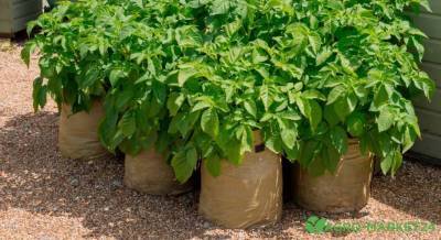 Как вырастить картофель в мешках