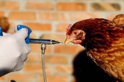 Ученые предупредили о риске вспышек птичьего гриппа в Южном и Северо-Кавказском округах