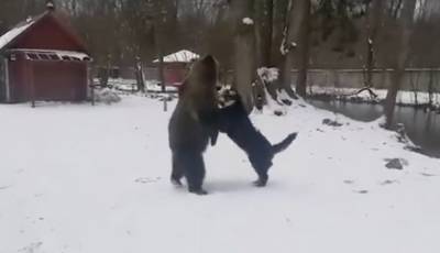 Видео: медведица подружилась с собаками в зоопарке Волосовского района