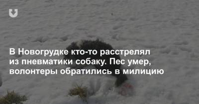 В Новогрудке кто-то расстрелял из пневматики собаку. Пес умер, волонтеры обратились в милицию