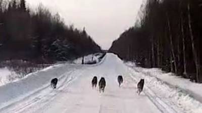 В Архангельской области автомобилистам встретилась стая волков