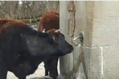 В курортном Кисловодске коровы с удовольствием пьют нарзан