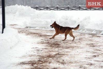 В Сосногорске ищут охотников на безнадзорных собак