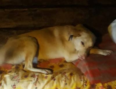 В Коми псу, которому отстрелили часть морды, нашли семью