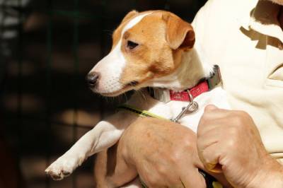 Жуткая находка: в одном из сел Львовщины собаки принесли во двор человеческую ногу – видео
