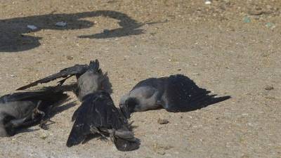 Черноморское побережье усеяно телами мертвых птиц
