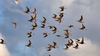 Вирус, опаснее СОVID-19, могут принести перелетные птицы