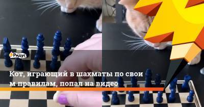 Кот, играющий вшахматы посвоим правилам, попал навидео