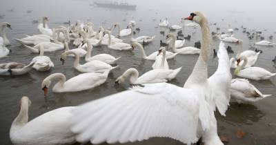 В природном парке Херсонской области массово гибнут лебеди: подозревают опасные заболевания