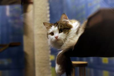 В Москве 525 кошек обрели семью благодаря проекту "Хвосты и лапки"