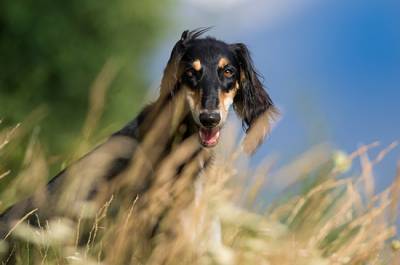 В Курской области могут появиться зоны для тренировок охотничьих собак