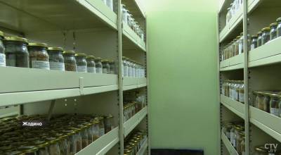 Аналог хранилища на Шпицбергене. В этом белорусском банке семян есть уже 43 тысячи образцов