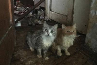 До и после: как сложилась жизнь кошек, спасённых из дома-концлагеря в Твери