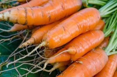 Как вырастить отборную морковь? - skuke.net
