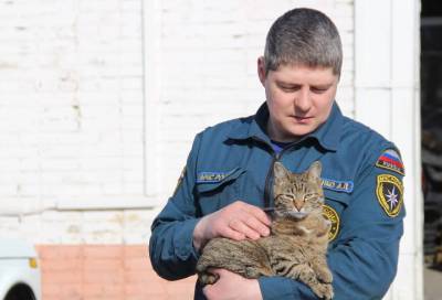 Ленинградские спасатели показали своих кошек-хранителей