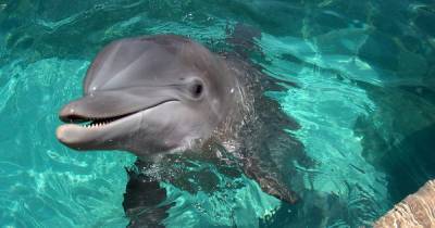 Ученые выяснили, что у людей и дельфинов имеются схожие черты характера