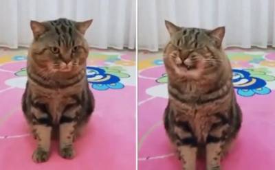 Курьез: реакция кота на пение его хозяйки рассмешила Сеть (ВИДЕО)