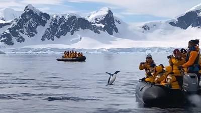В Антарктике пингвин спасся от косаток в шлюпке с туристами